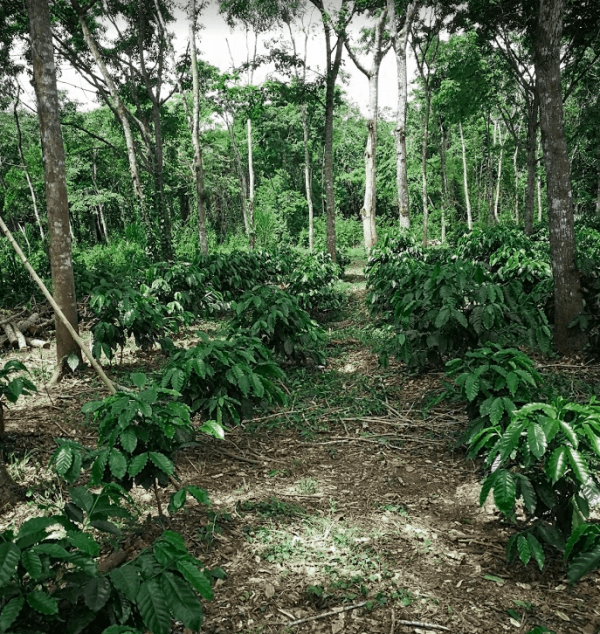 Coffee trees in an agroforestry system © B. Bertrand, CIRAD